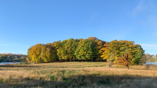 A landscape of a field covered in trees and grass under the sunlight in autumn