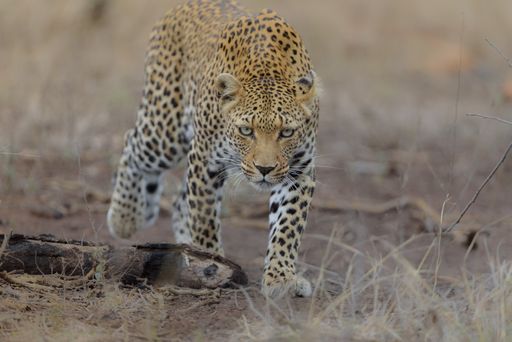 A closeup shot of a cheetah walking while staring at the camera