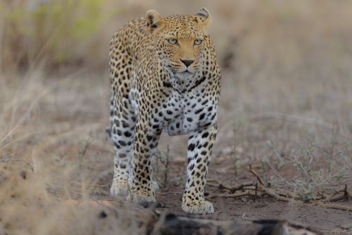 A closeup shot of a cheetah walking while looking straight ahead