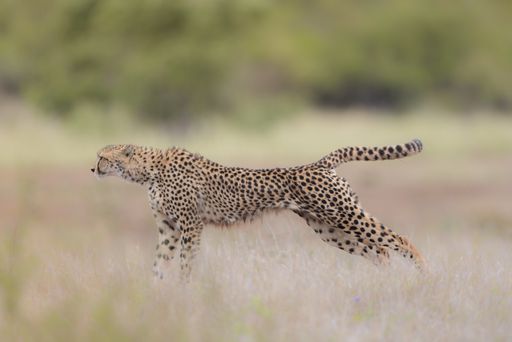 A selective focus shot of a leopard in a running position ready to hunt