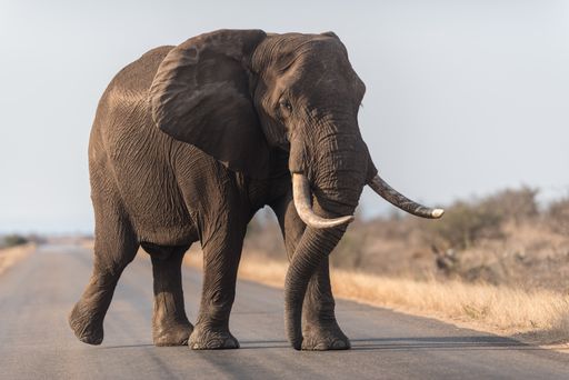 An elephant walking on the road