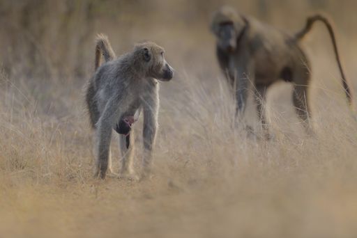 A selective focus shot of a monkey walking around with its baby hanging form it