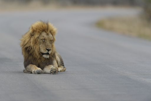 A selective focus shot of a lion laying on a road with its eyes closed