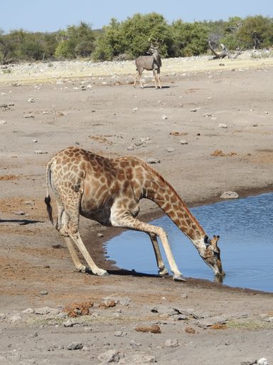 A vertical shot of a giraffe drinking water in the Etosha National park in Namibia, Africa