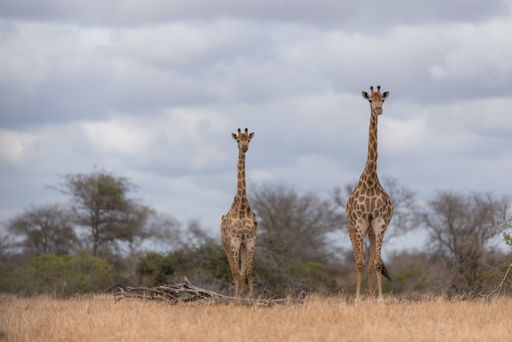 A selective focus shot of giraffes standing near each other