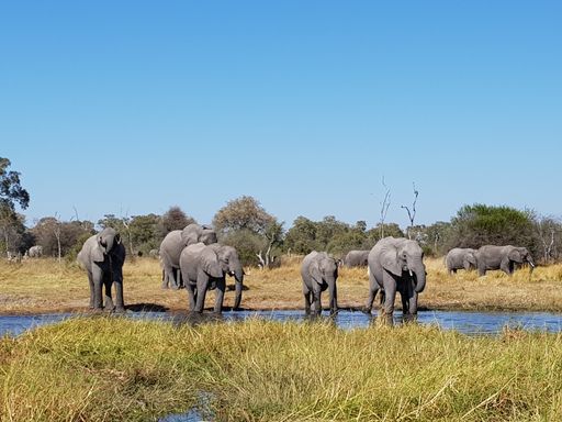 The elephants in the National Park in Namibia, Africa