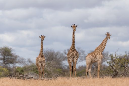 A selective focus shot of giraffes standing near each other