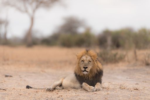 A lion laying on the ground while looking towards the camera