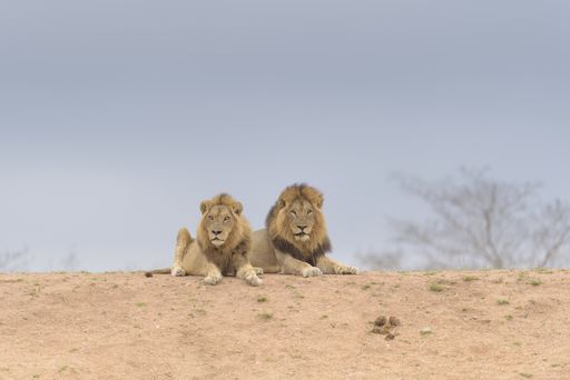 the two lions laying on the top of the hill while looking around