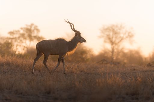 A selective focus shot of a male gazelle walking around
