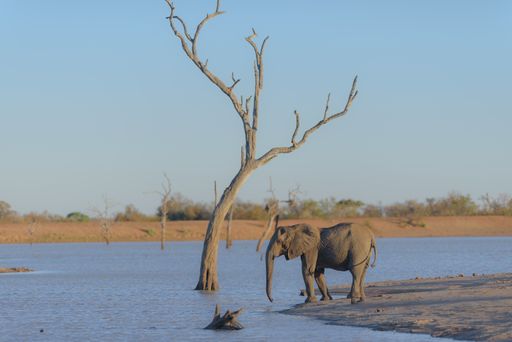 An elephant standing near a lake drinking water