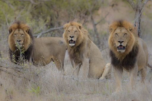 A selective focus shot of three lions sitting near each other while looking at the camera