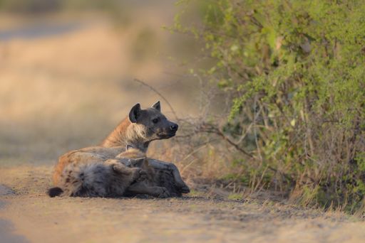 A selective focus shot of hyenas laying down on the round