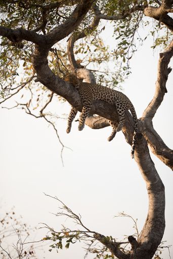 A vertical shot of a leopard sleeping on the tree
