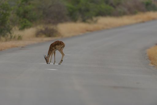 A selective focus shot of a baby deer walking on the road