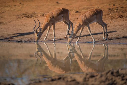 A selective focus shot of tow kudu drinking water
