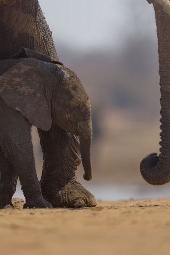 A vertical shot of a baby elephant walking near its mother