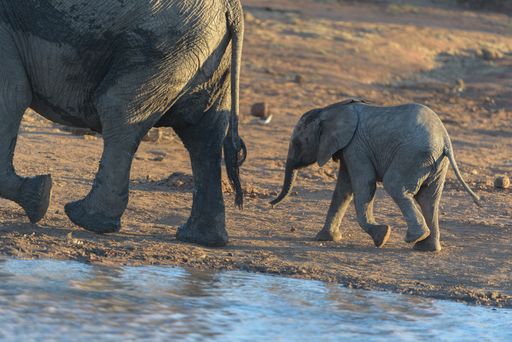 A selective focus shot of a baby elephant walking near its mother
