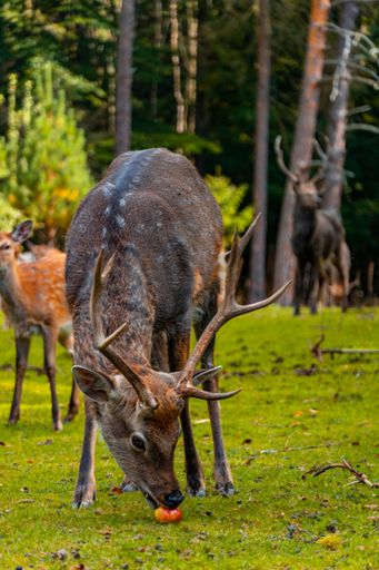 Sika deer (Cervus nippon) eating an apple with the herd in the background.
