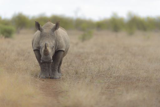 A selective focus shot of a rhino walking in a dry grassy field
