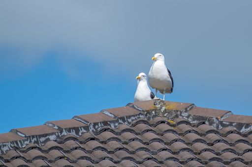 A low angle shot of seagulls on the top of the roof