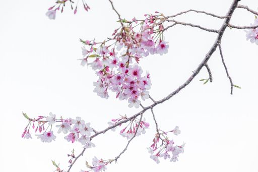 A closeup of a sakura tree branch isolated on a white background