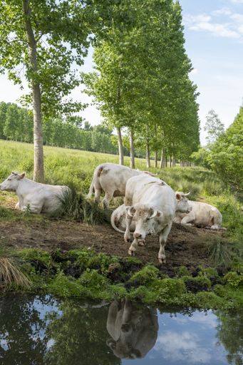 A vertical shot of the Charolais breed white cows next to a pond in a green meadow