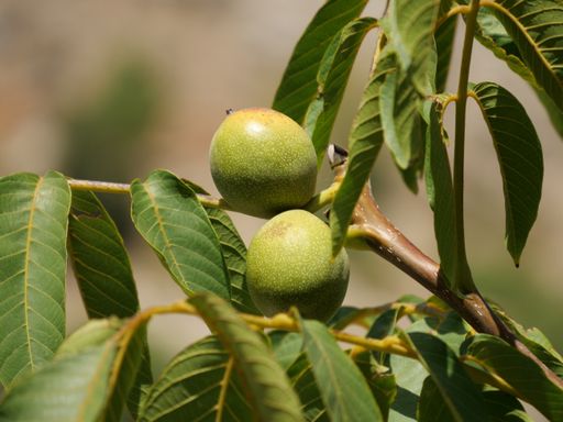 A closeup shot of green walnuts growing on a tree