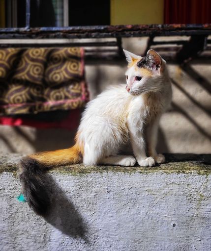 A vertical closeup of a Calico kitten sitting outdoors under the sun looking away