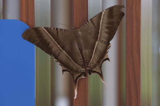 A natural brown butterfly perched on wooden slats