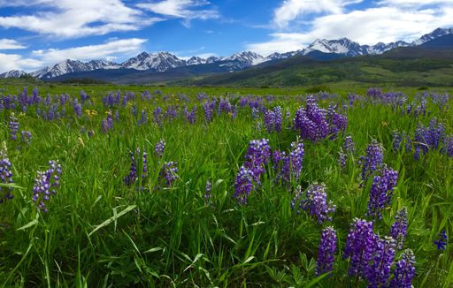 A garden with lavenders and greenery with mountains covered in the snow on the background