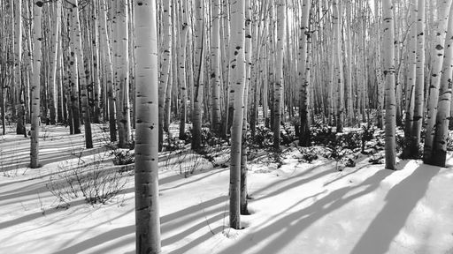 A landscape of a forest with high trees covered in the snow during daytime under sunlight