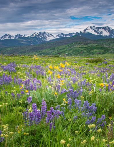 A garden with lavenders and greenery with mountains covered in the snow on the background
