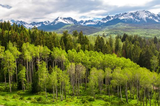 A landscape of a forest under a cloudy sky with mountains covered in the snow on the background