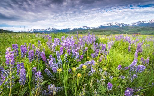 A beautiful English lavender field surrounded by rocky mountains under the storm clouds