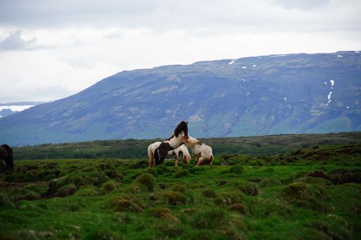 A few horses playing in a meadow in Iceland