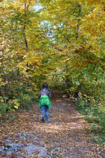 A vertical back view of a woman hiking along the footpath with trees and plants in a forest