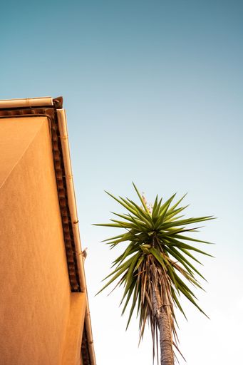 Artsy view of a small palm tree next to a building in front of beautiful blue sky in the old town of Bormes-Les-Mimosas, France on a summer evening.