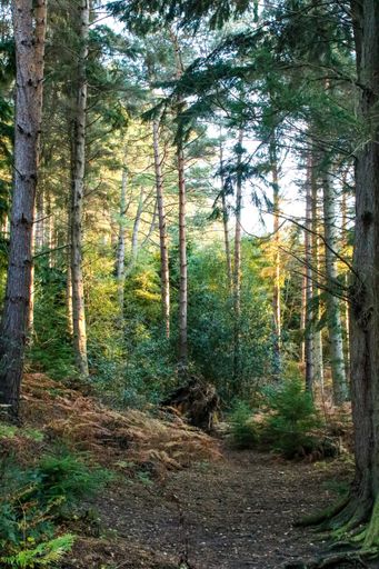 A vertical shot of a thick forest with a narrow footpath