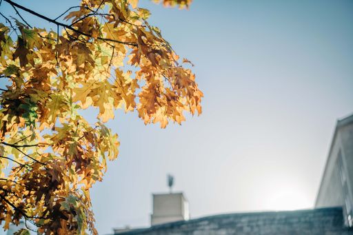 The yellow and green leaves with a background of a white building in daylight
