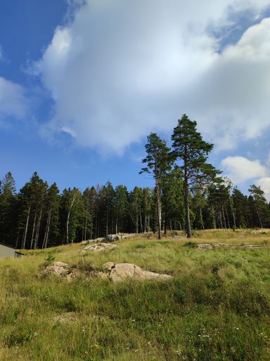 A low-angle view of pine trees under the blue sky.