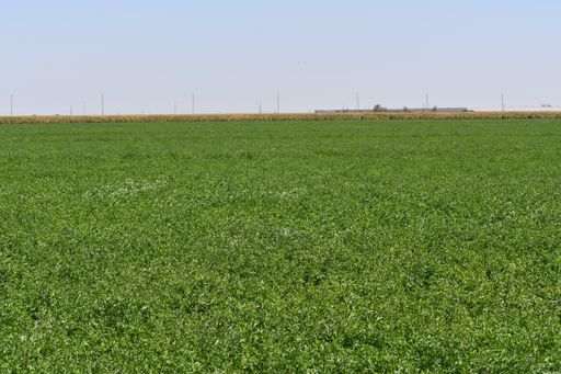 A beautiful view of a green field and a blue sky on a sunny summer day