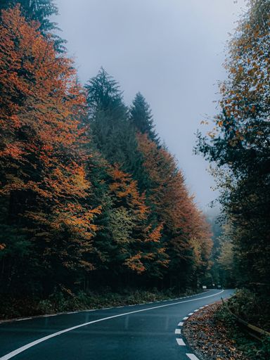 A vertical shot of a road through an autumn forest