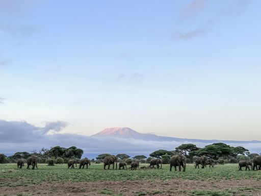 A beautiful view of Kilimanjaro with a herd of elephants in the foreground