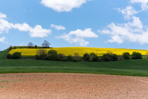 An agricultural landscape on the Way of St. James, Camino de Santiago between Ciruena and Santo Domingo de la Calzada in La Rioja, Spain