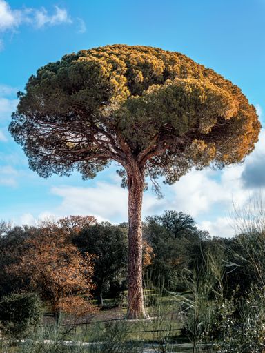 A vertical shot of a tall Pinia tree surrounded by other trees on a blue background