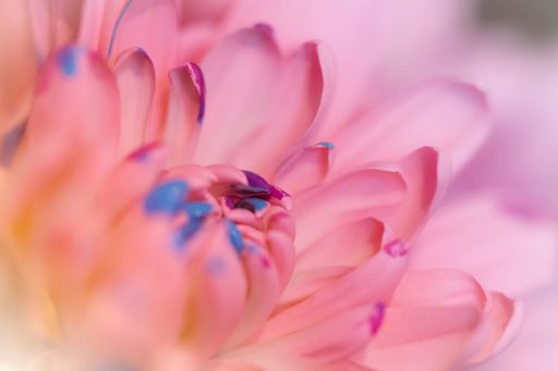 A closeup of pink flower petals