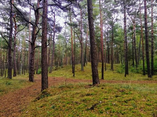 A forest in autumn in Wyspa, Sobieszewska, Poland captured during the daytime