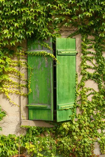 A vertical shot of green windows surrounded by ivy plants in the Alsace region, France