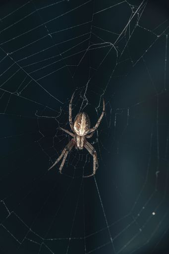 A Bridge-spider (Larinioides sclopetarius) weaving a net on a dark, blurred background